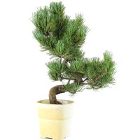 Japanese white pine, Bonsai, 9 years, 41cm