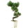 Japanese white pine, Bonsai, 9 years, 43cm