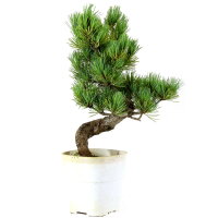Japanese white pine, Bonsai, 9 years, 37cm