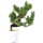 Japanese white pine, Bonsai, 9 years, 36cm