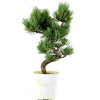 Japanese white pine, Bonsai, 9 years, 38cm