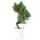 Japanese white pine, Bonsai, 9 years, 37cm