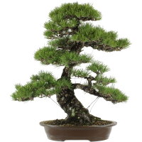Japanese black pine, Bonsai, 45 years, 78cm