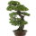 Japanese black pine, Bonsai, 45 years, 78cm