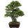 Japanese black pine, Bonsai, 45 years, 77cm
