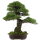 Japanese black pine, Bonsai, 45 years, 83cm