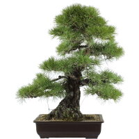 Japanese black pine, Bonsai, 45 years, 86cm
