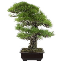 Japanese black pine, Bonsai, 45 years, 83cm