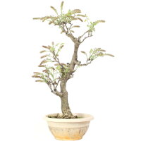 Japanese wisteria, Bonsai, 20 years, 76cm