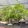 Japanese wisteria, Bonsai, 20 years, 155cm