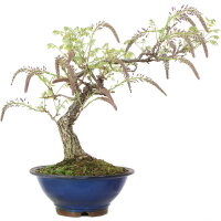 Japanese wisteria, Bonsai, 25 years, 67cm