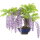 Japanese wisteria, Bonsai, 25 years, 67cm