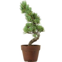 Japanese white pine, Prebonsai, 9 years, 40cm