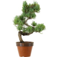 Japanese white pine, Prebonsai, 9 years, 39cm