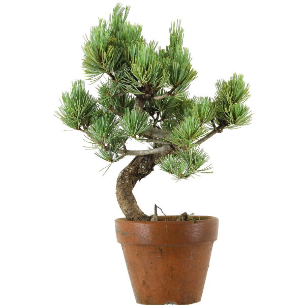 Japanese white pine, Prebonsai, 9 years, 36cm