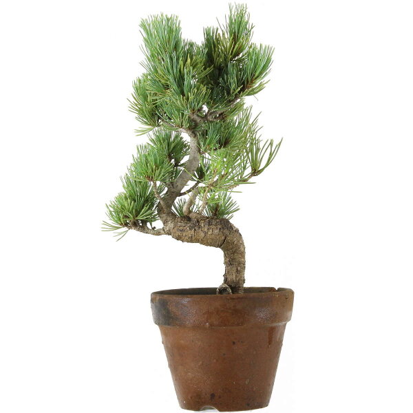 Japanese white pine, Prebonsai, 9 years, 35cm