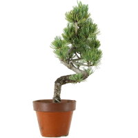 Japanese white pine, Prebonsai, 9 years, 38cm