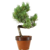 Japanese white pine, Prebonsai, 9 years, 35cm