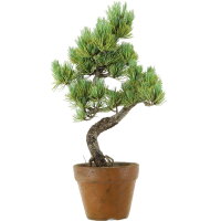 Japanese white pine, Prebonsai, 9 years, 41cm