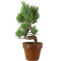 Japanese white pine, Prebonsai, 9 years, 38cm