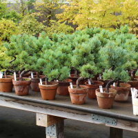 Japanese white pine, Prebonsai, 9 years, 37cm