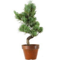 Japanese white pine, Prebonsai, 9 years, 40cm