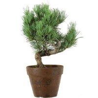 Japanese white pine, Prebonsai, 9 years, 31cm