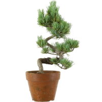 Japanese white pine, Prebonsai, 9 years, 36cm