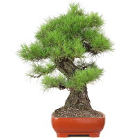 Japanese red pine, Bonsai, 45 years, 83cm