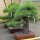Japanese red pine, Bonsai, 45 years, 83cm