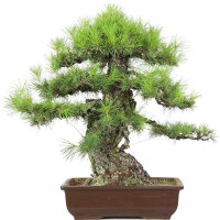 Japanese red pine, Bonsai, 45 years, 73cm