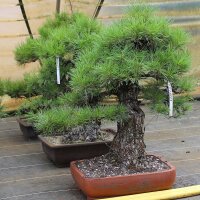 Japanese red pine, Bonsai, 45 years, 73cm