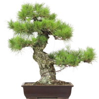 Japanese red pine, Bonsai, 45 years, 78cm