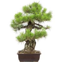 Japanese red pine, Bonsai, 45 years, 78cm