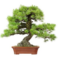 Japanese red pine, Bonsai, 80 years, 112cm