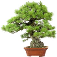 Japanese red pine, Bonsai, 80 years, 112cm