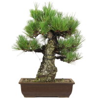 Japanese black pine, Bonsai, 30 years, 64cm