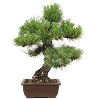 Japanese black pine, Bonsai, 30 years, 68cm