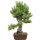 Japanese black pine, Bonsai, 30 years, 69cm
