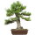 Japanese black pine, Bonsai, 30 years, 69cm