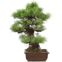 Japanese black pine, Bonsai, 30 years, 63cm