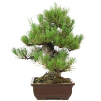 Japanese black pine, Bonsai, 30 years, 58cm