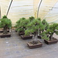 Japanese black pine, Bonsai, 30 years, 58cm
