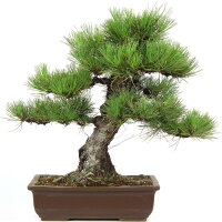 Japanese black pine, Bonsai, 30 years, 56cm