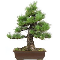 Japanese black pine, Bonsai, 30 years, 65cm