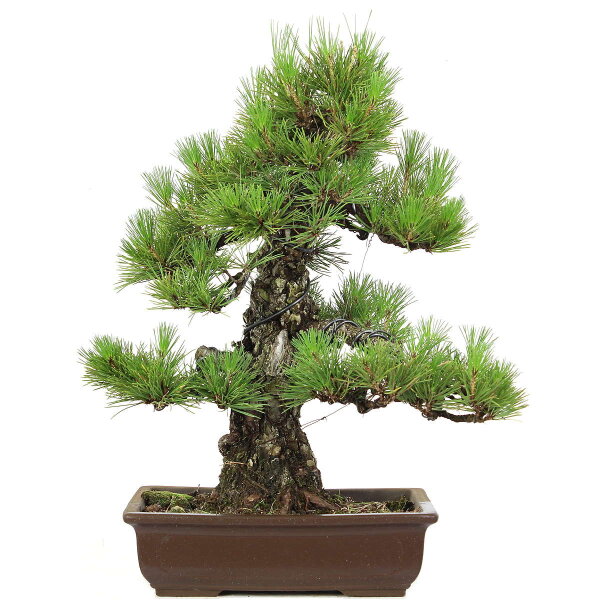 Japanese black pine, Bonsai, 30 years, 63cm