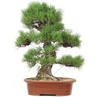 Japanese black pine, Bonsai, 35 years, 77cm