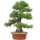 Japanese black pine, Bonsai, 35 years, 77cm