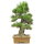 Japanese black pine, Bonsai, 35 years, 72cm