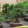 Japanese black pine, Bonsai, 35 years, 72cm